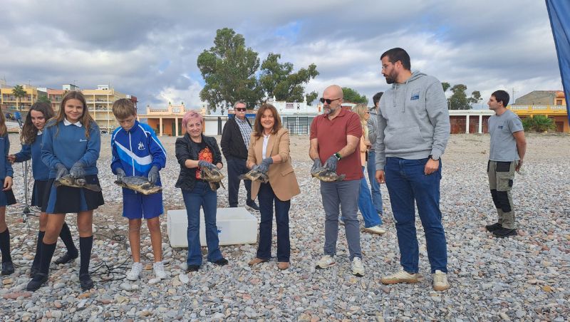 Las tortugas nacidas en la playa de Nules regresan al mar un año después convertidas en un símbolo de conservación y esperanza